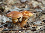 FZ020465 Small brown mushrooms.jpg